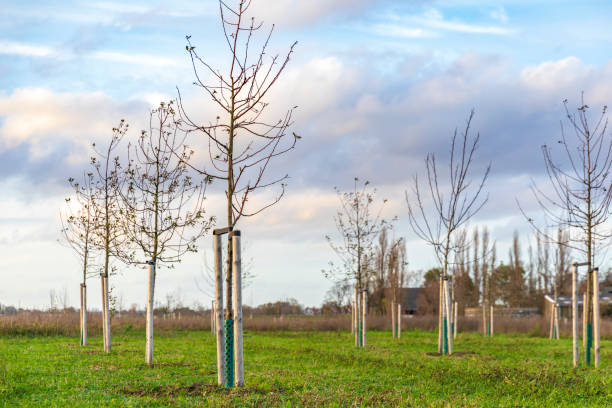 Have you heard about the new forestry funding programme worth €1.3 billion that will run from 2023 to 2030?

Under the new fund, payments to landowners to plant trees will rise by between 46% and 66%,
and the payment period will be extended from 15 years to 20 years.